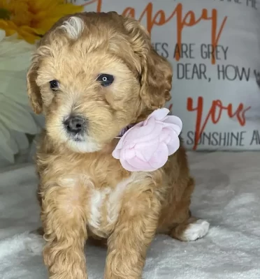 Cavapoo-header-372x400