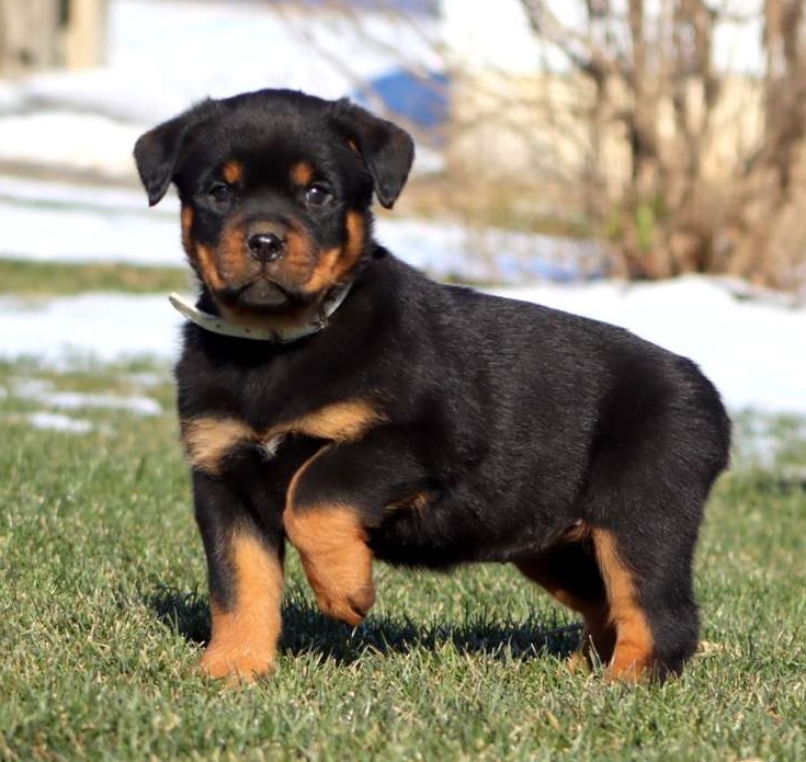 Rottweiler-puppy-5