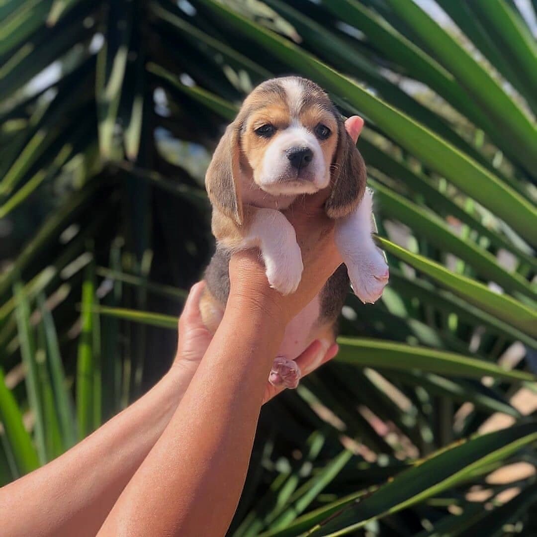beagle_center-20250628-0001