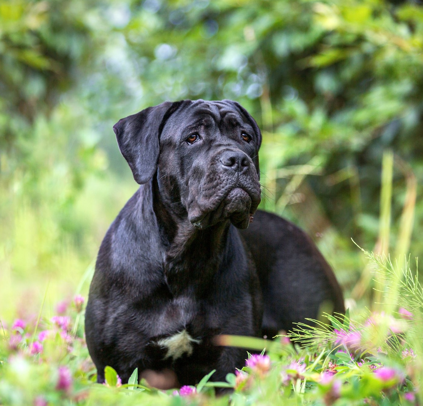 cane-corso-dog-outdoors-980074896-d9f6c4e24c8c46b4b5835af8a64a28dd