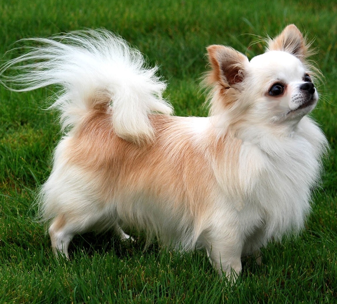 chihuahua-1842351949