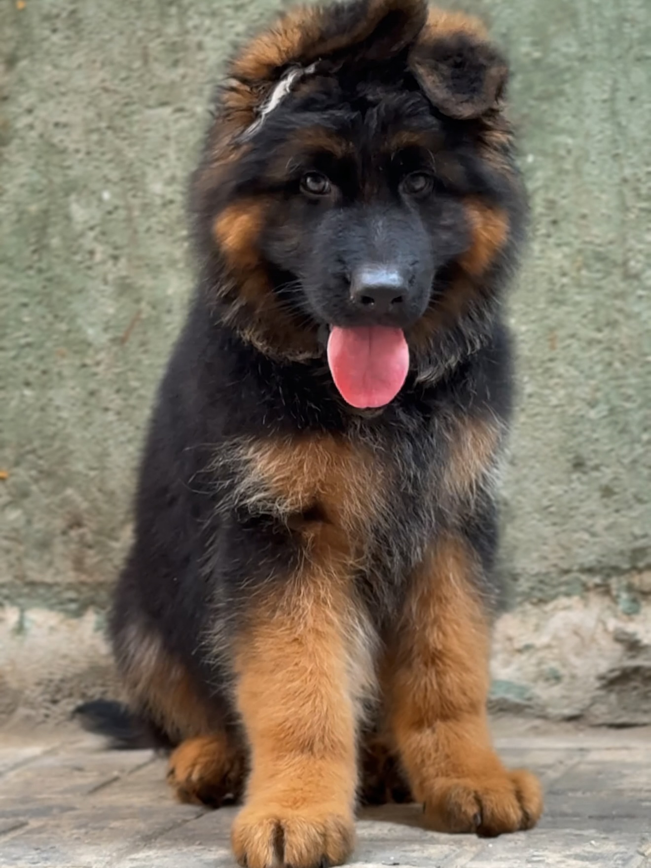 k9fox-20250701-0004