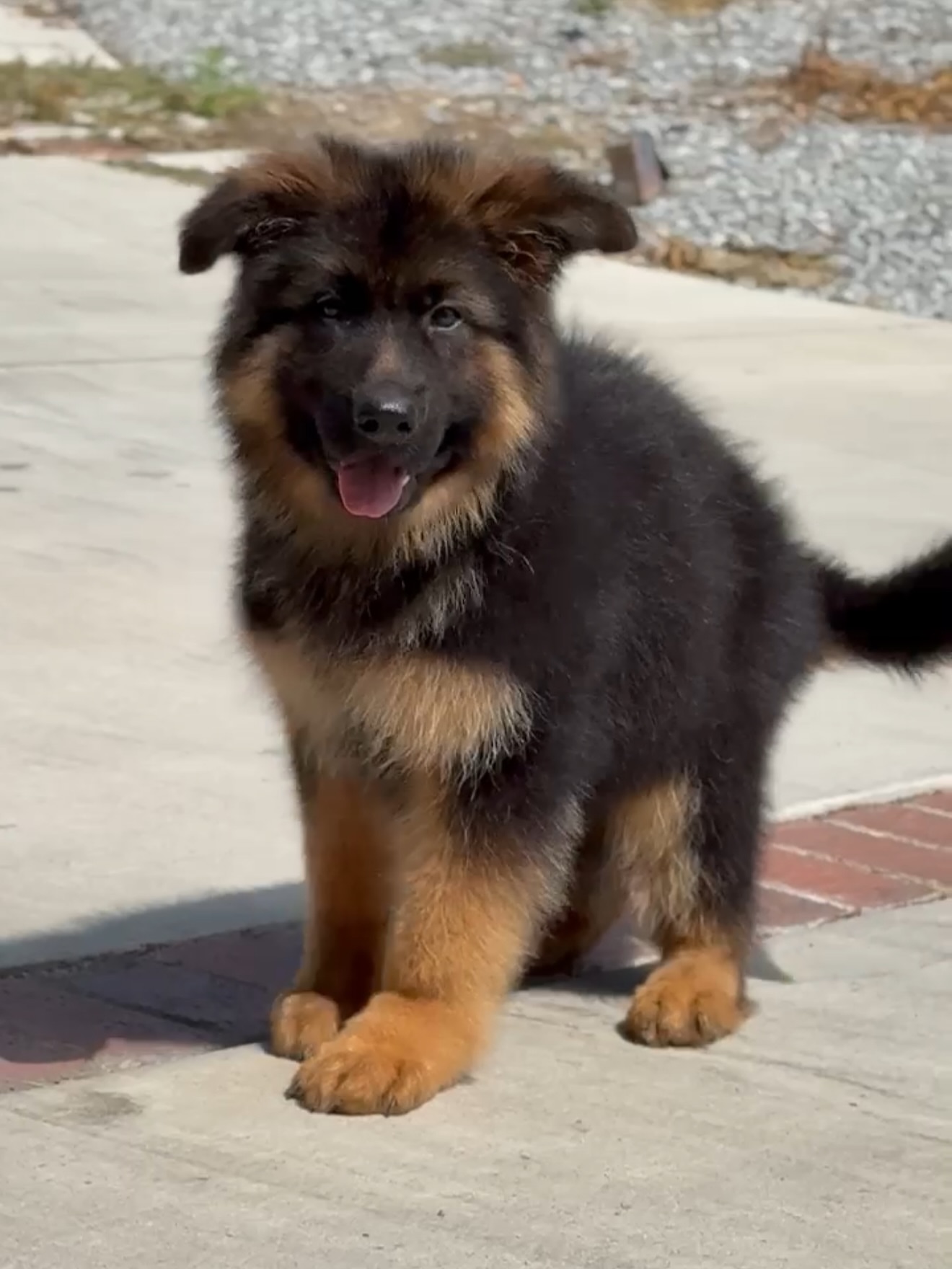 k9fox-20250701-0006