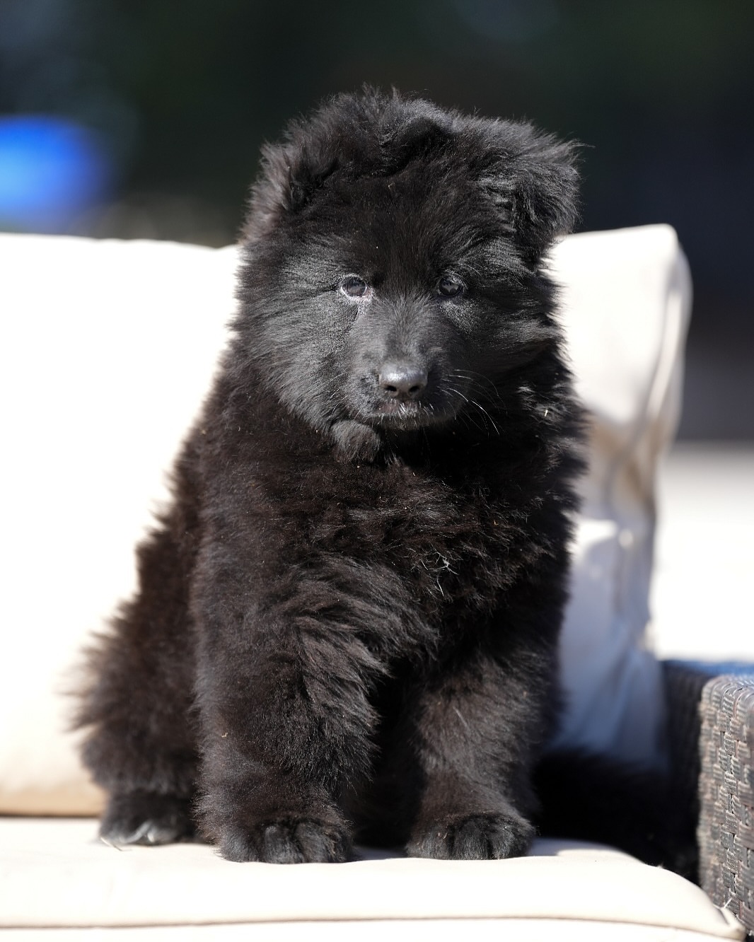 k9fox-20250701-0030