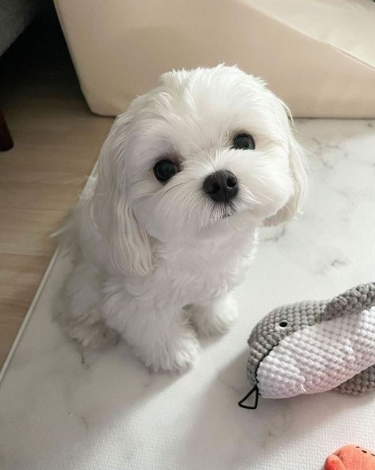 maltese.world_.cuties_-20240104-0005