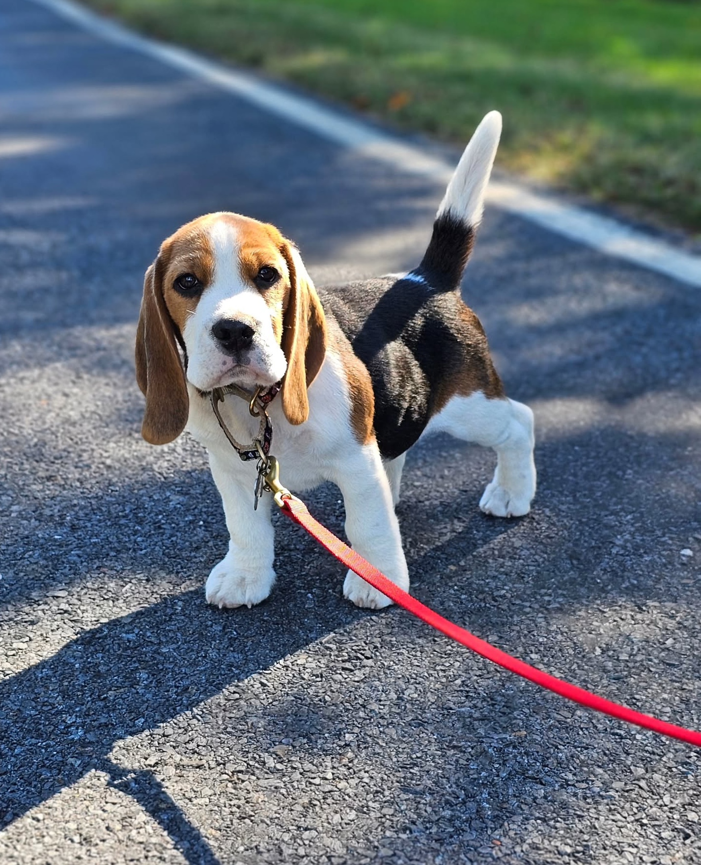 milroc_beagles-20250628-0001