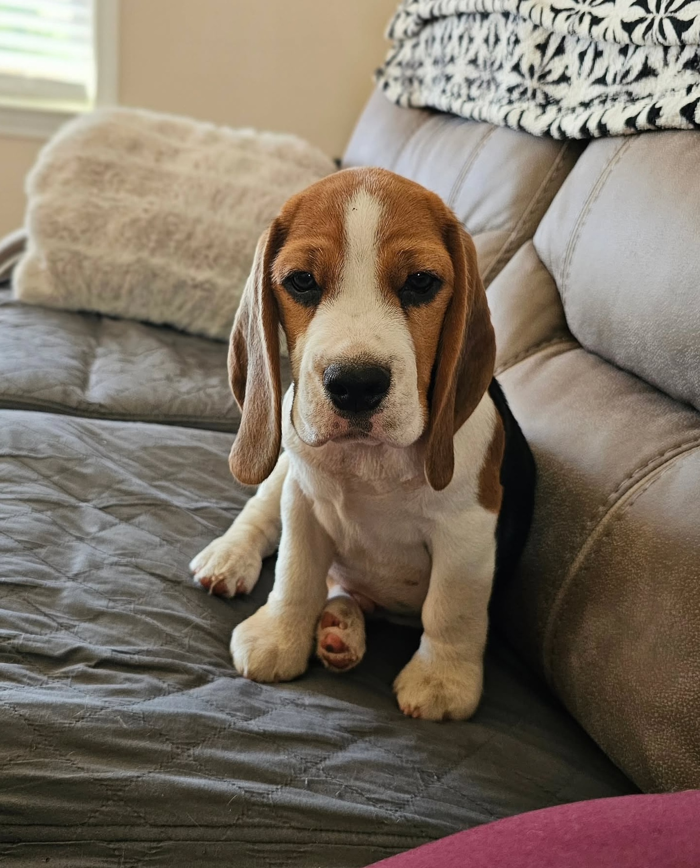 milroc_beagles-20250628-0008