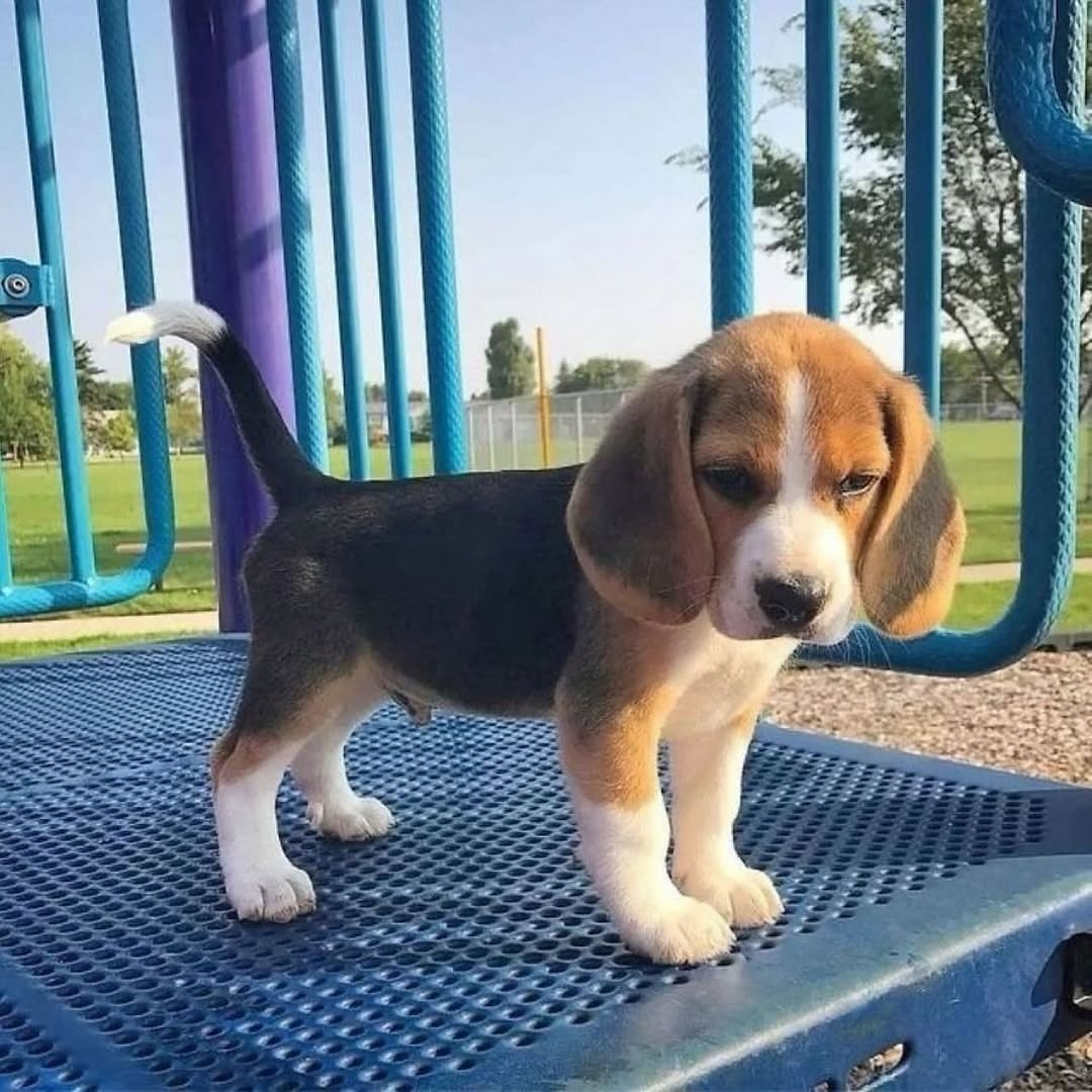 precious_beagles-20250628-0001