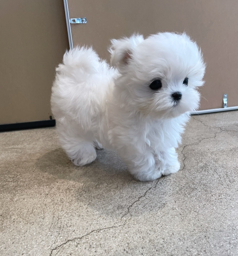 puppyvely_official-20250628-0001