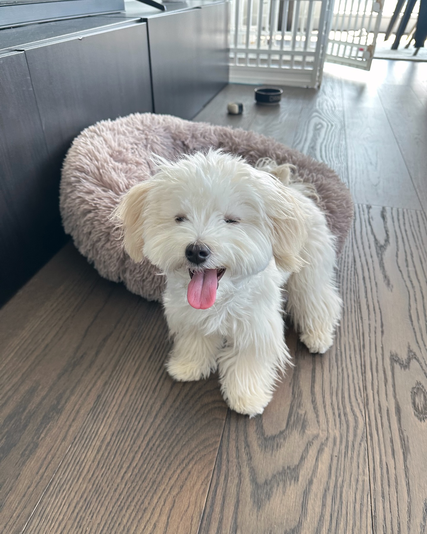 tinydogtheo-20250628-0003